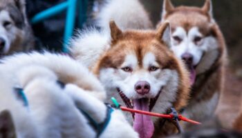 Près de Mons: Un enfant de sept ans mordu à mort par ses propres chiens