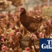 Protection zone set up after outbreak of bird flu in Angus