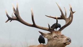 Reconnaître la sentience chez les animaux, un acte qui suscite des résistances