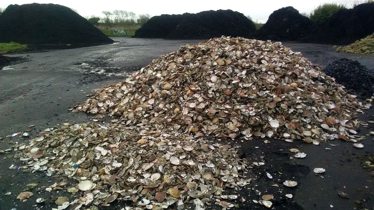 Recyclage : en Bretagne, on « ramène sa coquille (d’huître) » pour faire du compost