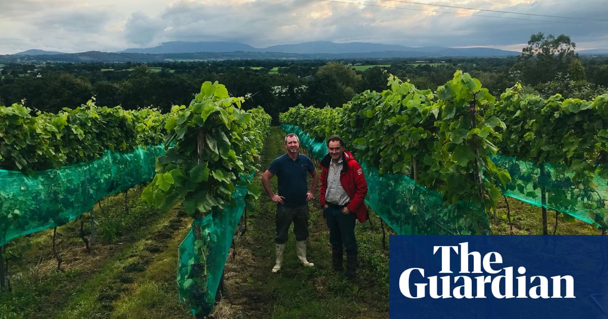 Ripe for the picking? Irish wine on the up – but ‘nobody will retire rich’