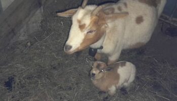 « Sa mère bêle sans arrêt, elle cherche son petit » : à Mantes-la-Ville, qui vole les chevreaux de Mélanie ?