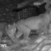 Second pair of lynx captured in Cairngorms