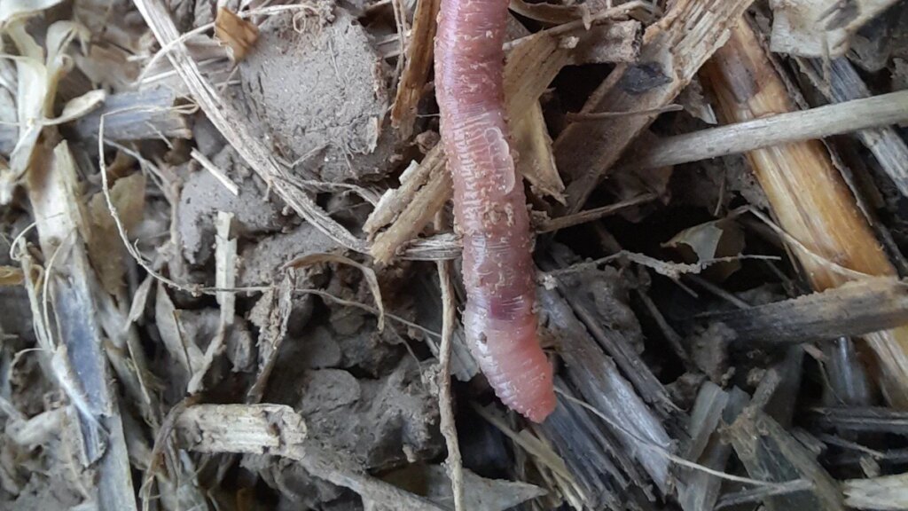 Seltener Regenwurm: Ein Wurm für Bayern