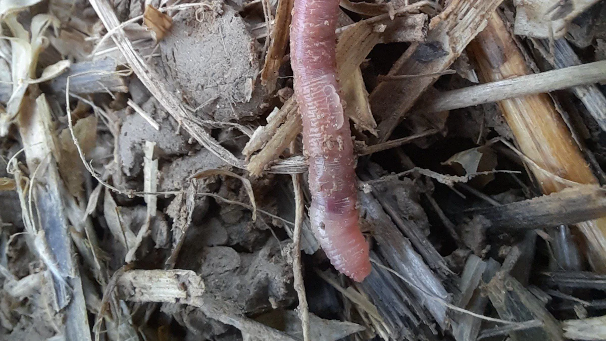 Seltener Regenwurm: Ein Wurm für Bayern