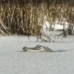 Shocking moment alligator is frozen in ice as plummeting temperatures turn lake solid