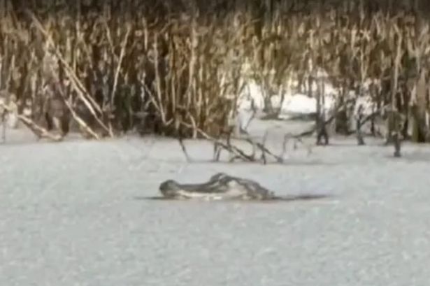 Shocking moment alligator is frozen in ice as plummeting temperatures turn lake solid