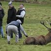 Shocking moment yobs assault wild stag by pulling its antlers and slapping it on the rump while egged on by their mindless friends