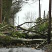 Storm Eowyn kills second victim as man dies after tree falls on his car in Ireland