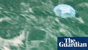 Swarm of jellyfish swimming in bioluminescence looks ‘magical’ – but it’s a warning sign