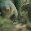 « Tardigrade, l’animal indestructible », sur Arte : les maxi-pouvoirs des mini-oursons d’eau