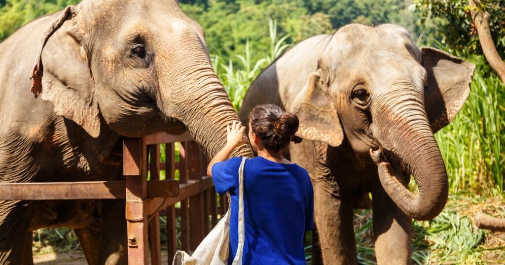 Thaïlande: une touriste espagnole de 22 ans meurt en donnant un bain à un éléphant