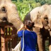 Thaïlande: une touriste espagnole de 22 ans meurt en donnant un bain à un éléphant