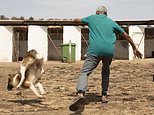 Three MILLION dogs to be killed in Morocco ahead of the FIFA World Cup in a 'brutal clean-up of the streets'