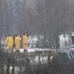 Nach dem Ausbruch der Maul- und Klauenseuche wurde zunächst eine Wasserbüffel- Herde getötet. Fachleute waren im brandenburgisch