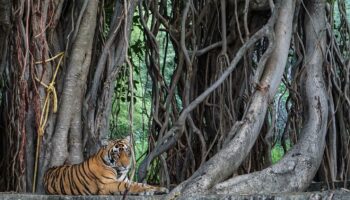 Toujours plus de tigres en Inde : les leçons d’un sauvetage réussi