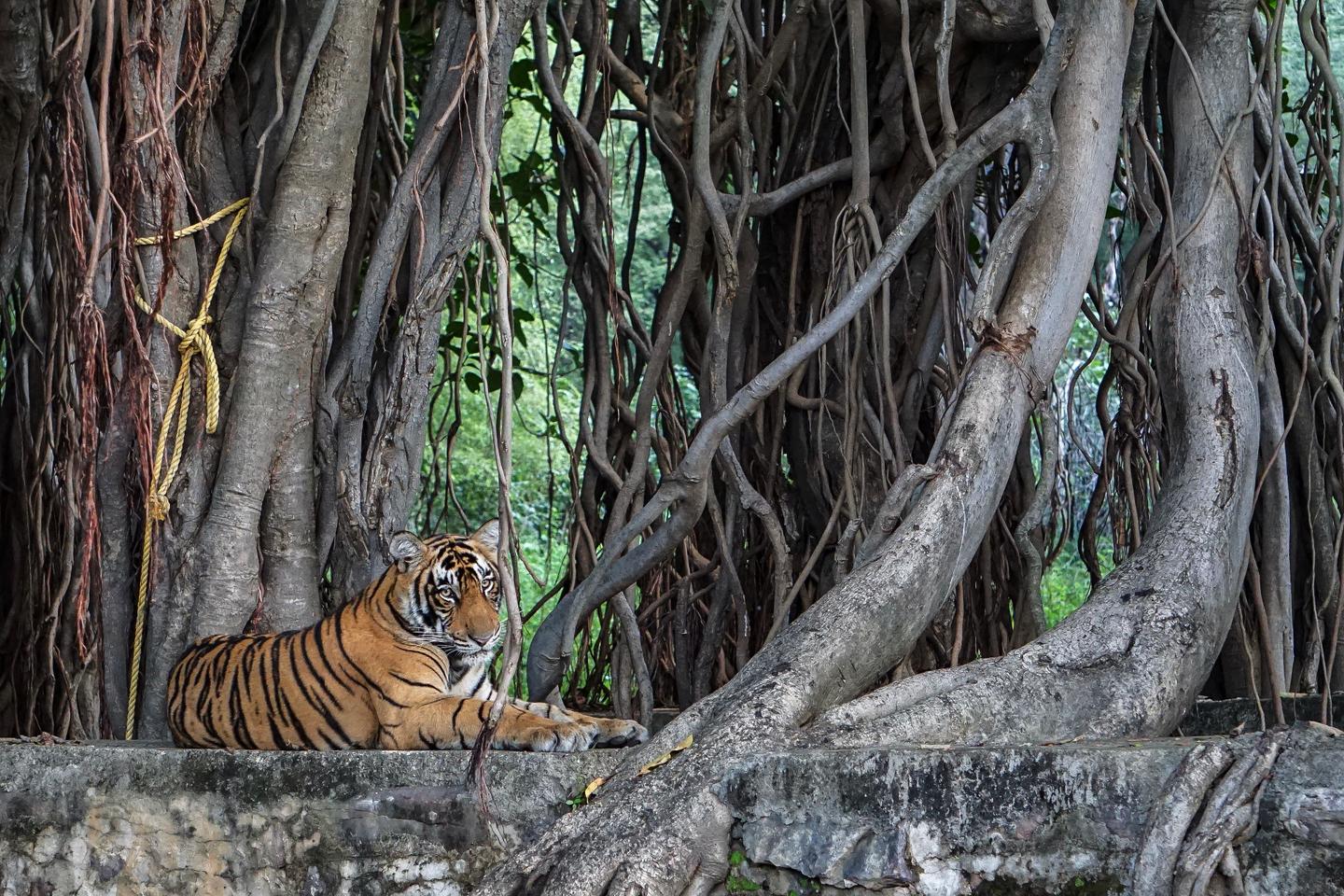 Toujours plus de tigres en Inde : les leçons d’un sauvetage réussi