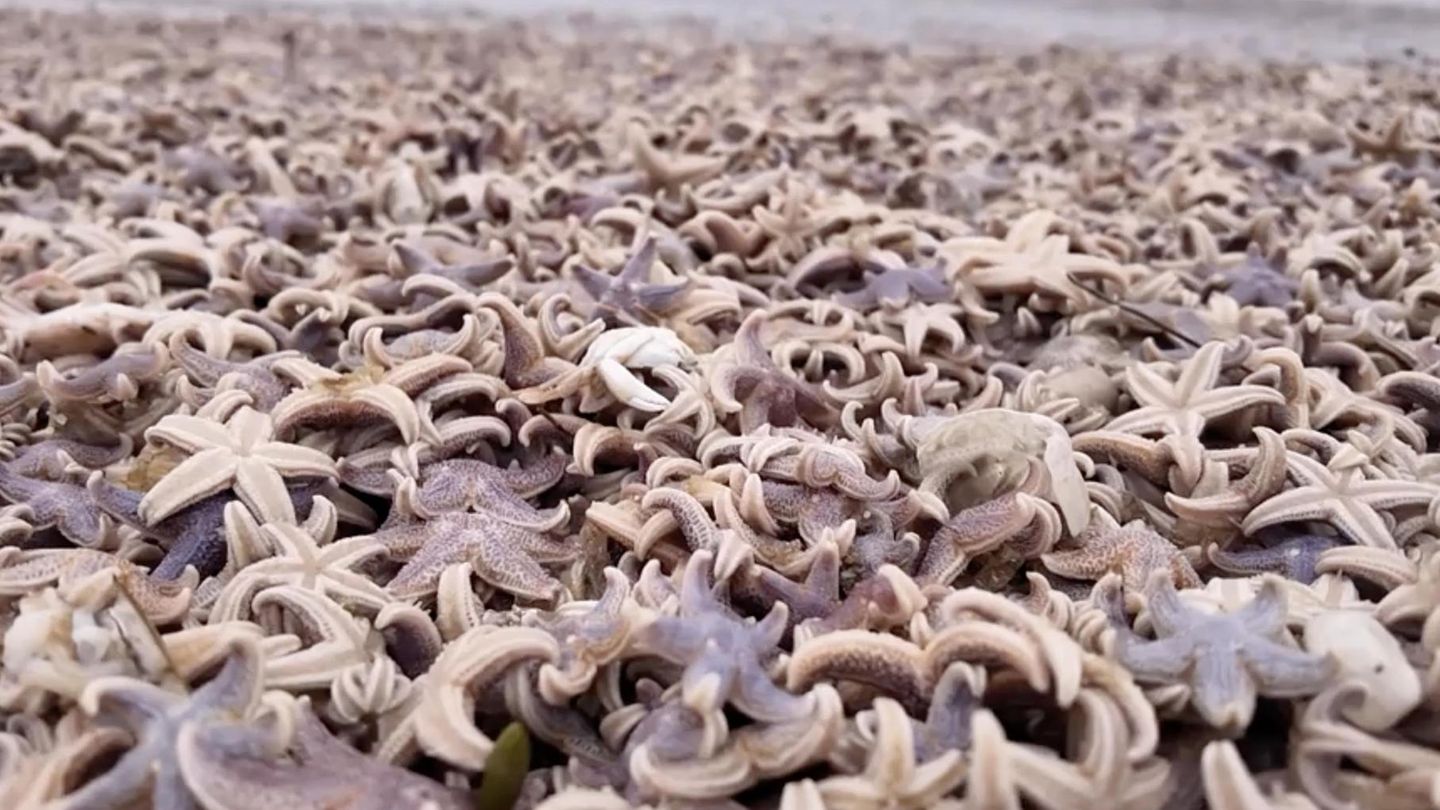 Trauriger Anblick : Stürme spülen massig Seesterne auf Sylt an