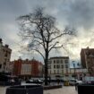 Travaux de la ligne 15 à Aubervilliers : il faut sauver « l’arbre à palabres » de la place de la mairie