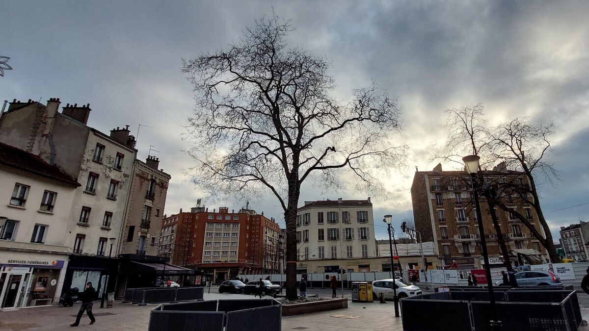 Travaux de la ligne 15 à Aubervilliers : il faut sauver « l’arbre à palabres » de la place de la mairie