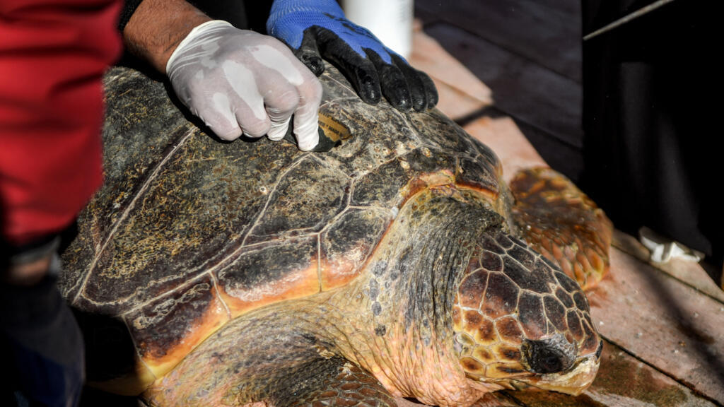 Tunisie : une barge-hôpital pour soigner les tortues marines protégées