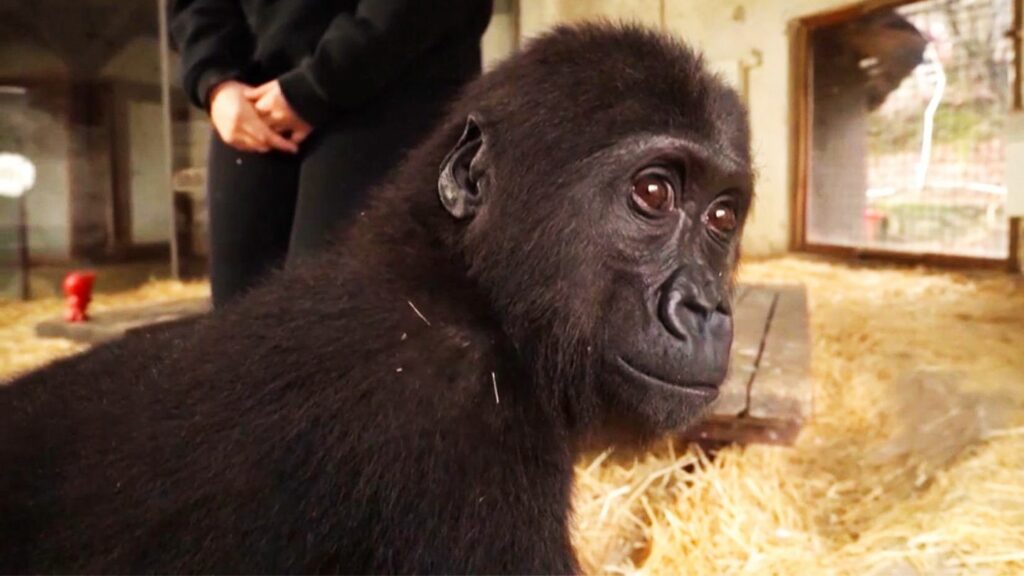 Türkei: In Mini-Kiste geschmuggelt: Gorilla-Baby "Zeytin" bleibt vorerst isoliert