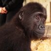 Türkei: In Mini-Kiste geschmuggelt: Gorilla-Baby "Zeytin" bleibt vorerst isoliert