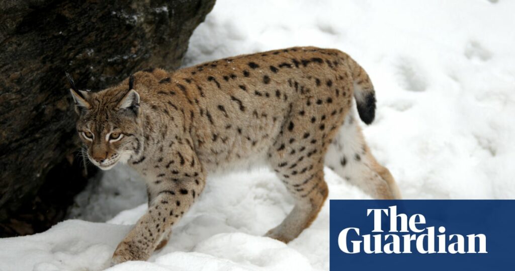 Two lynx on the loose in the Scottish Highlands