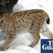 Two lynx on the loose in the Scottish Highlands