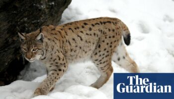 Two lynx on the loose in the Scottish Highlands