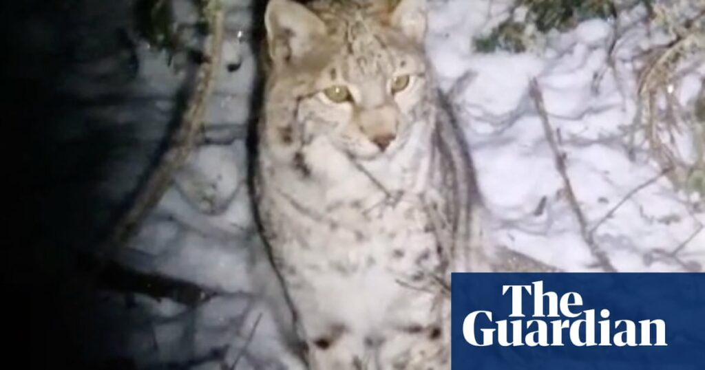 Two more lynx spotted in Scottish Highland woods after pair captured