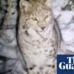 Two more lynx spotted in Scottish Highland woods after pair captured