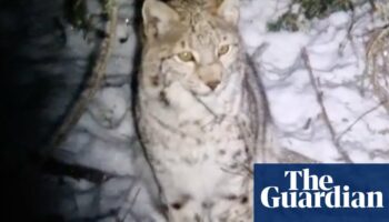 Two more lynx spotted in Scottish Highland woods after pair captured