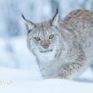 Two more lynx spotted in the Highlands, a day after others recaptured