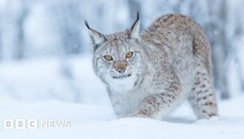 Two more lynx spotted in the Highlands, a day after others recaptured