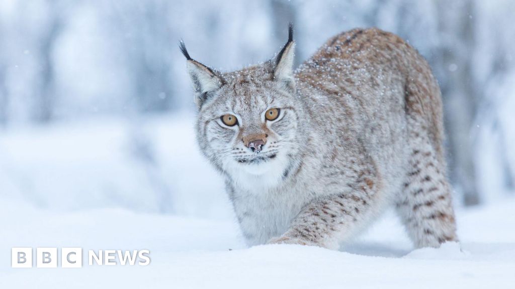 Two more lynx spotted in the Highlands, a day after others recaptured