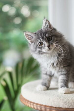 Un chat oublié dans une soute fait trois voyages consécutifs entre la Nouvelle-Zélande et l’Australie