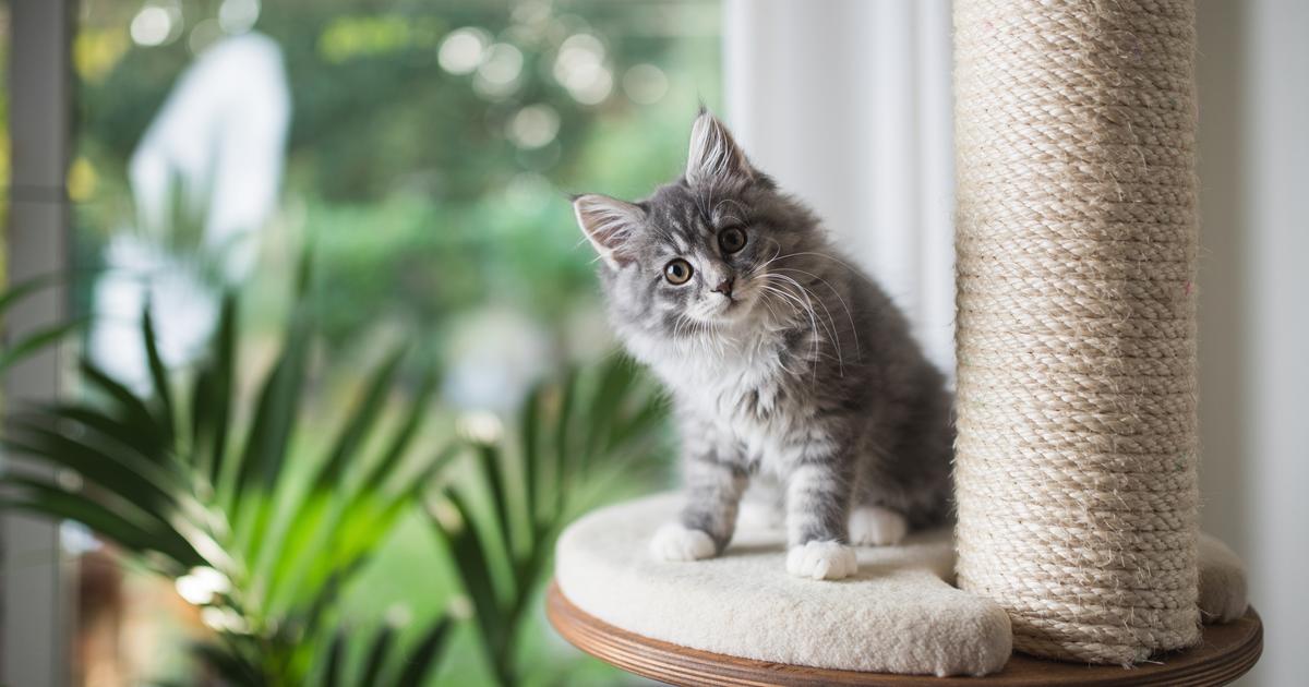 Un chat oublié dans une soute fait trois voyages consécutifs entre la Nouvelle-Zélande et l’Australie