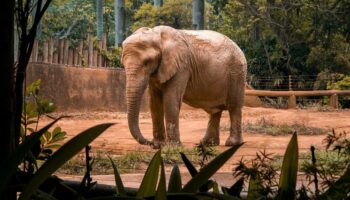 Un éléphant est-il une personne? La Cour suprême du Colorado a tranché