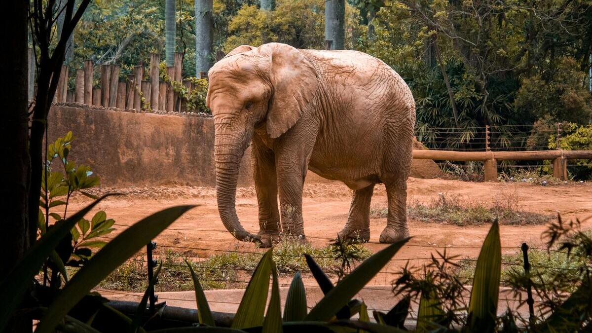 Un éléphant est-il une personne? La Cour suprême du Colorado a tranché