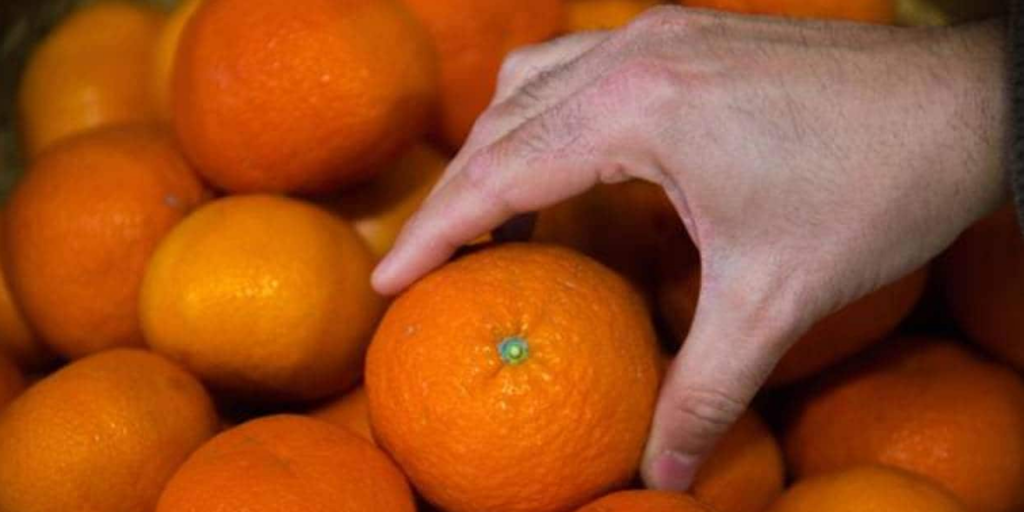 Un frutero explica cómo identificar si una mandarina está jugosa con tan solo tocarla: «Si la palpáis por aquí...»