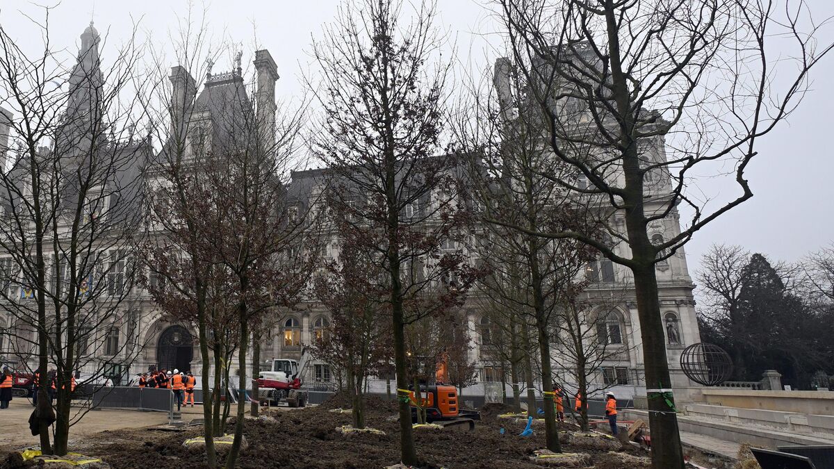 « Un nouveau paysage » : à Paris, les premiers arbres de la « forêt urbaine » de l’Hôtel de Ville sont plantés