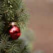 Une vraie histoire belge: "Mangez vos sapins de Noël" : les autorités recadrent la ville de Gand