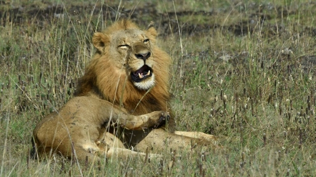 Véritable "miracle": Un garçon retrouvé vivant après cinq jours dans un parc truffé de lions