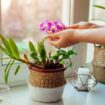 Woman's 'magnificent' orchid blooms after she waters it with two kitchen items