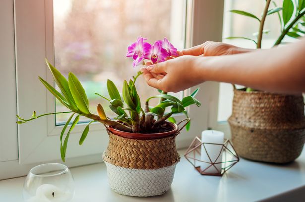 Woman's 'magnificent' orchid blooms after she waters it with two kitchen items