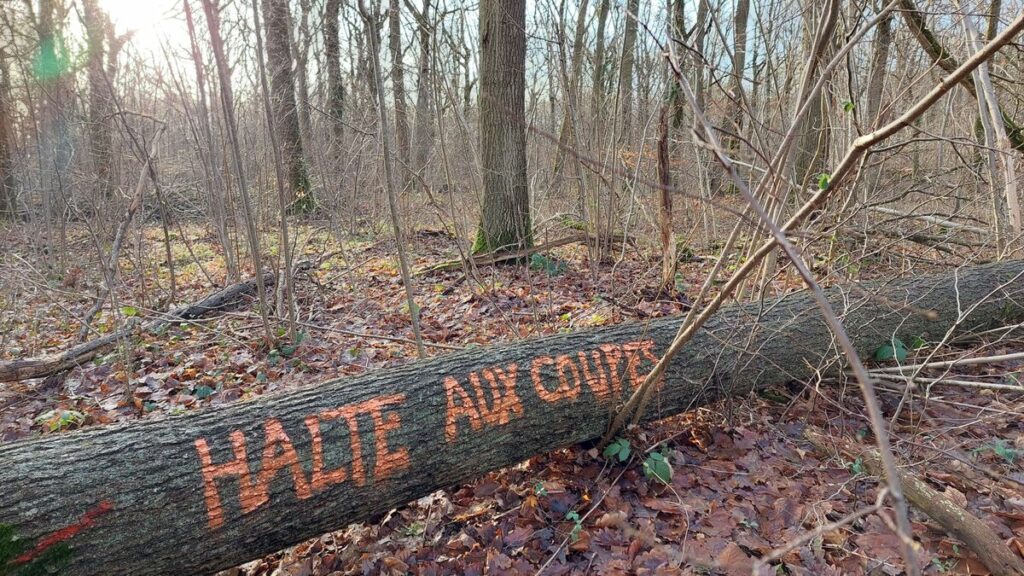 Yvelines : l’ONF opère-t-il des coupes d’arbres illégales en forêt de Beynes ?