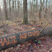 Yvelines : l’ONF opère-t-il des coupes d’arbres illégales en forêt de Beynes ?