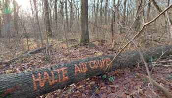 Yvelines : l’ONF opère-t-il des coupes d’arbres illégales en forêt de Beynes ?