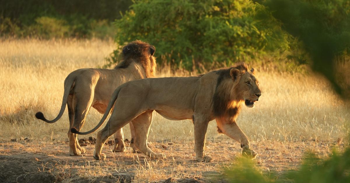 Zimbabwe : perdu en pleine savane, un enfant survit pendant cinq jours cerné de lions, d’éléphants et de léopards